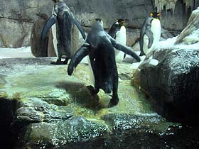 水から上がったペンギン